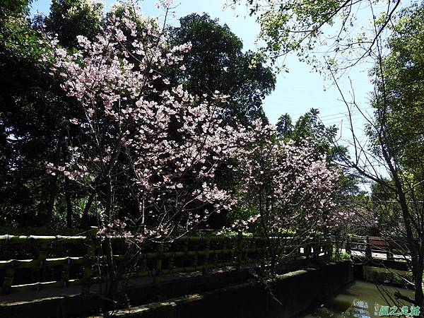 平鎮新天母公園20180310(29)