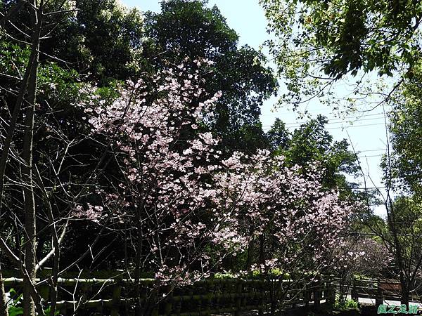 平鎮新天母公園20180310(30)