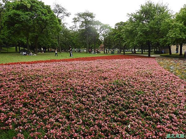 埔頂公園花海20180318(5)