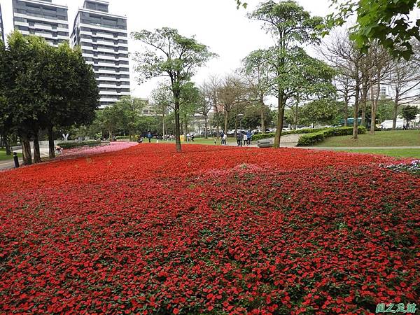 埔頂公園花海20180318(8)