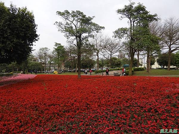 埔頂公園花海20180318(10)