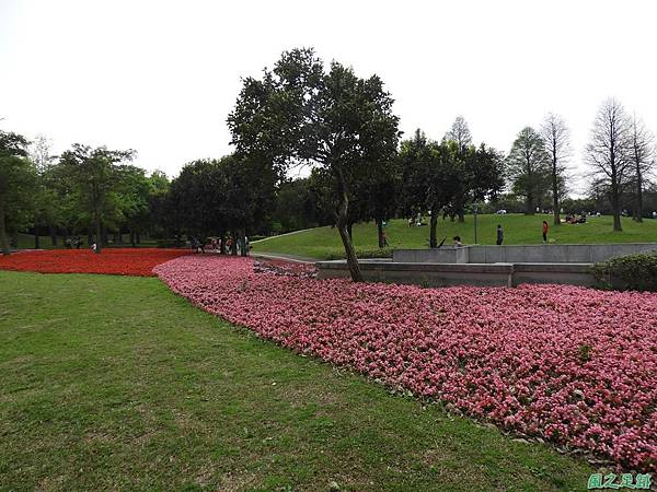 埔頂公園花海20180318(13)