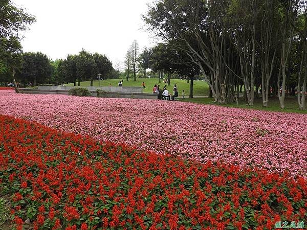 埔頂公園花海20180318(14)