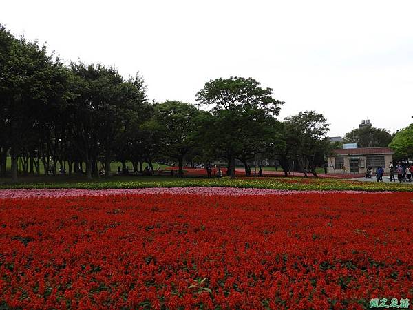 埔頂公園花海20180318(18)