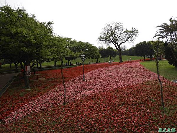 埔頂公園花海20180318(21)