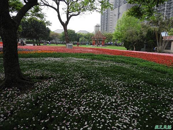 埔頂公園花海20180318(27)