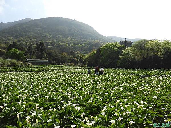 陽明山海芋20180324(14)