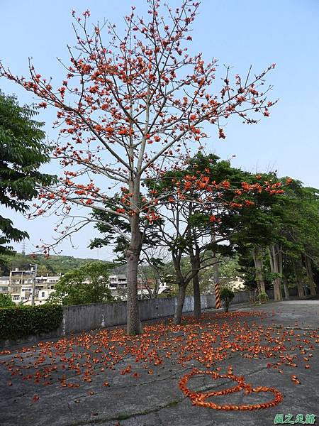 西湖木棉花20180405(6)