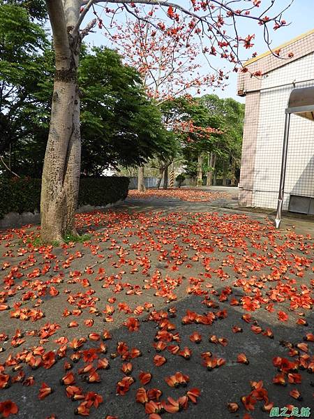 西湖木棉花20180405(8)