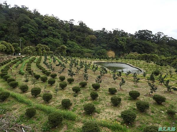 龍潭戀戀魯冰花20180306(32)