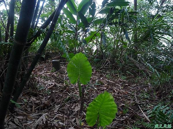 月眉國小後山20120825 (3)