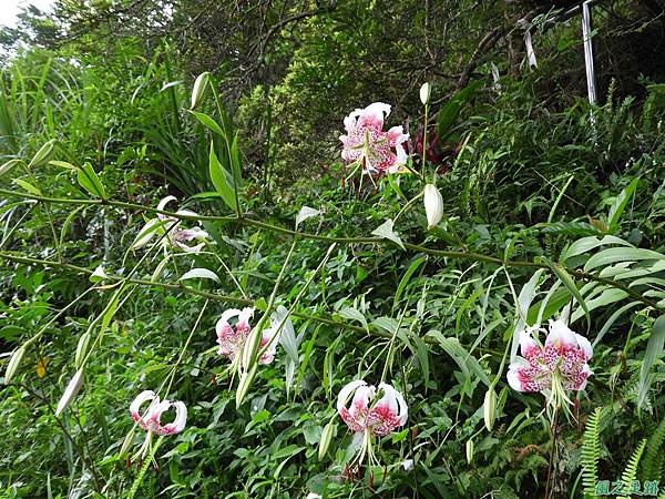 艷紅鹿子百合20180728(11)