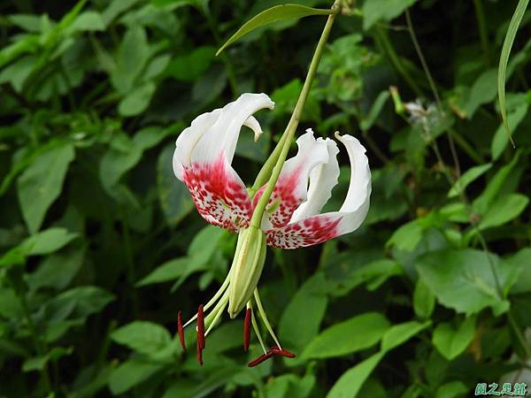 艷紅鹿子百合20180728(25)