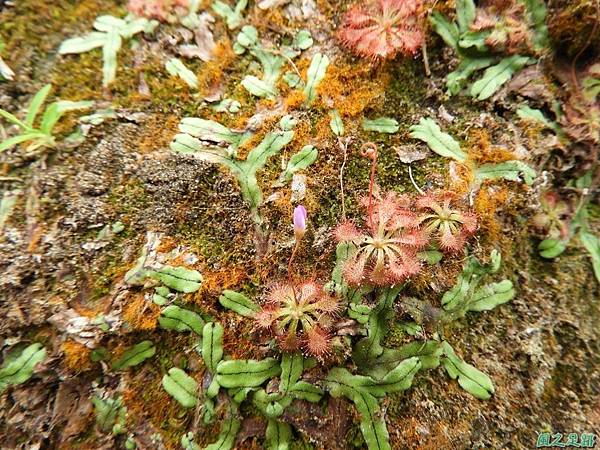 小毛氈苔20180728(13) 小毛氈苔20180728(13)