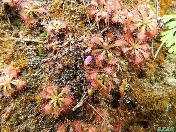 小毛氈苔20180728(16) 小毛氈苔20180728(16)