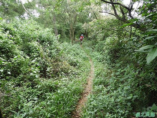 棚集山(下山)20180809(3)