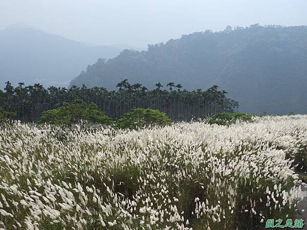 濁水溪甜根子草20180923(10)