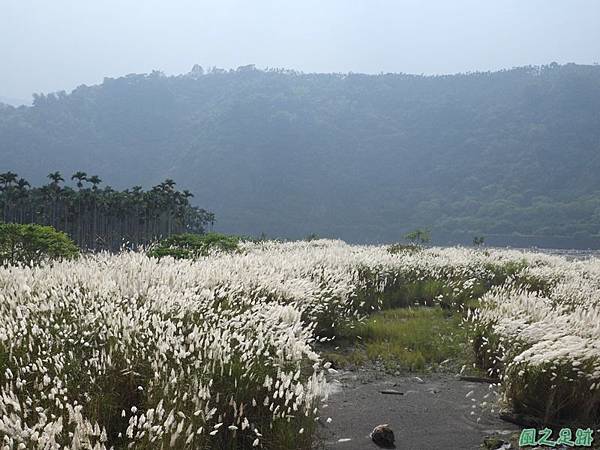 濁水溪甜根子草20180923(9)