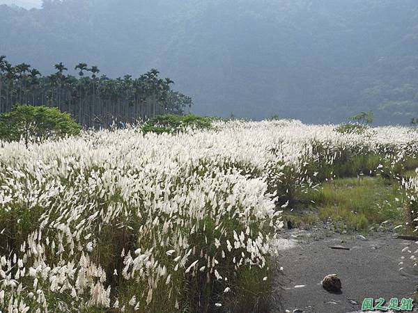 濁水溪甜根子草20180923(14)