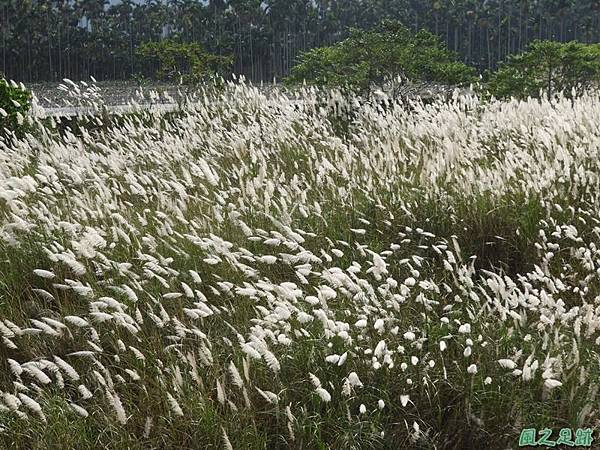 濁水溪甜根子草20180923(15)