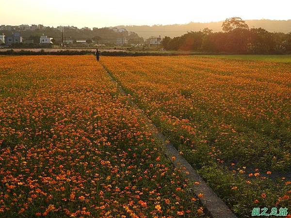 桃園花彩節_大溪20181115(44).JPG