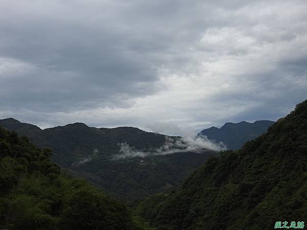 東方狗脊蕨(山景)20200606(40).JPG
